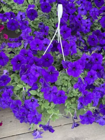 Петуния AlpeTunia® Blue (100 шт.)