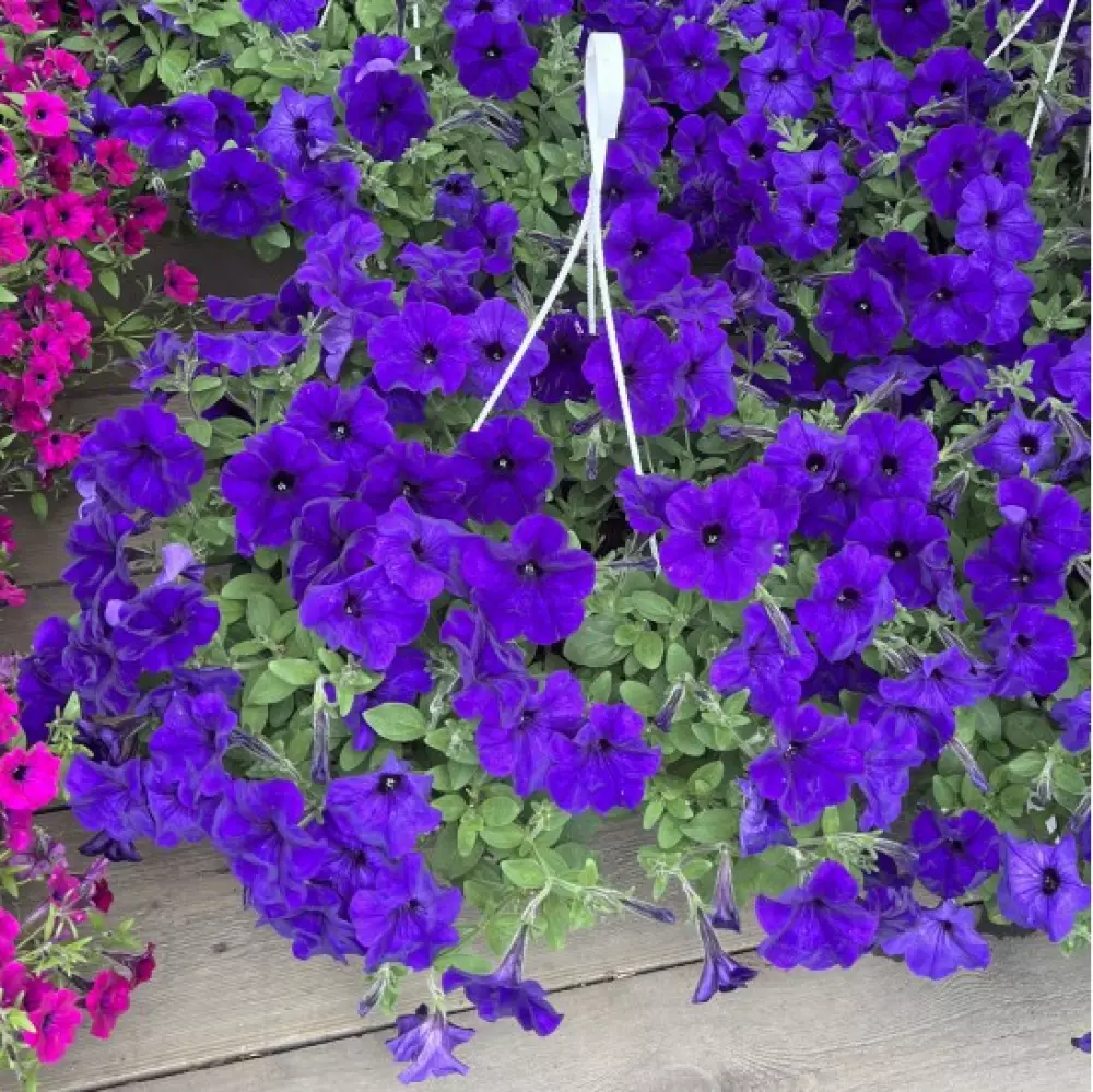 Петуния AlpeTunia® Blue (100 шт.)