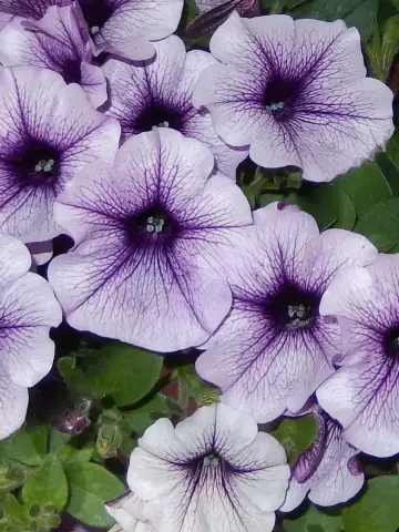 Петуния AlpeTunia® Blue Vein (100 шт.)