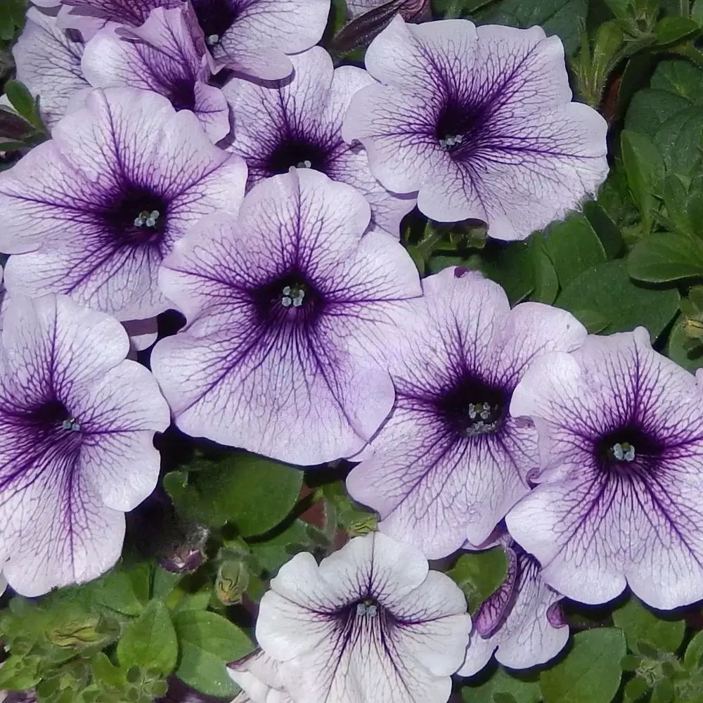 Петуния AlpeTunia® Blue Vein (100 шт.)