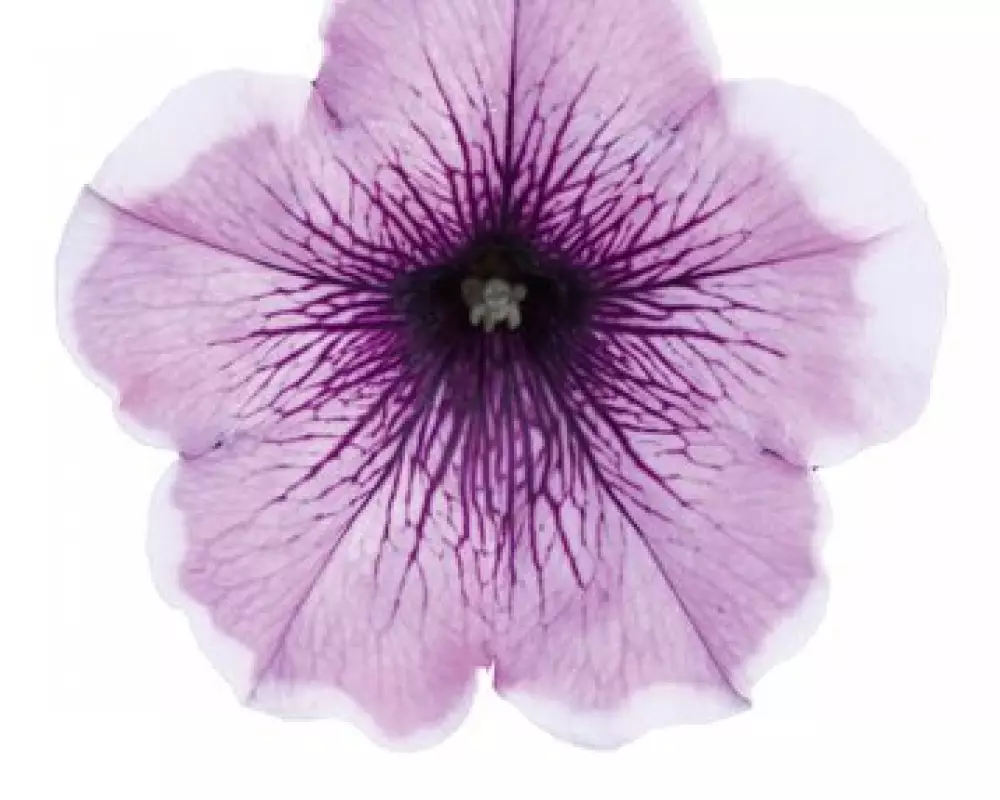 Петуния Famous Lavender Blush (100 шт.)