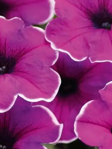 Петуния Famous Lilac Picotee (100 шт.)