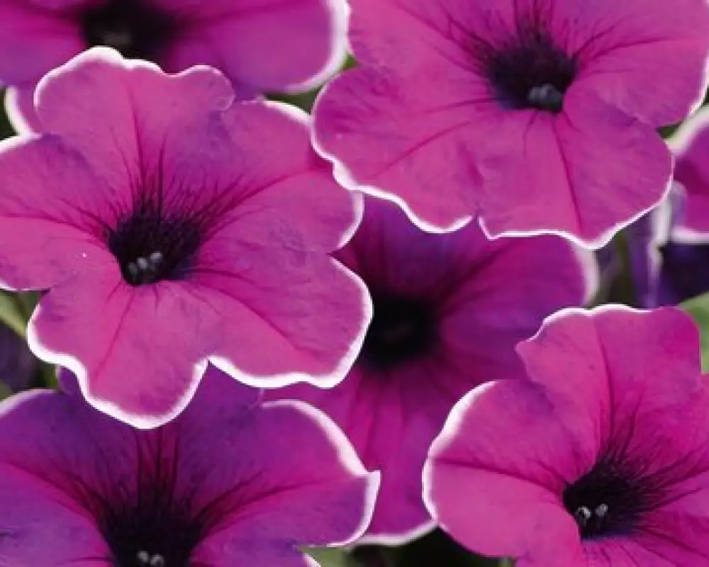 Петуния Famous Lilac Picotee (100 шт.)