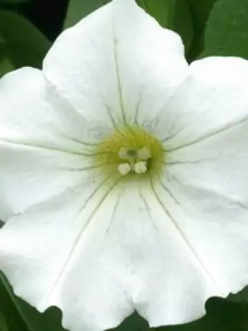 Петуния Famous White (100 шт.)