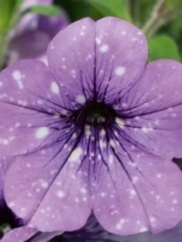 Петуния SKYfamily Lavender Sky (100 шт.)