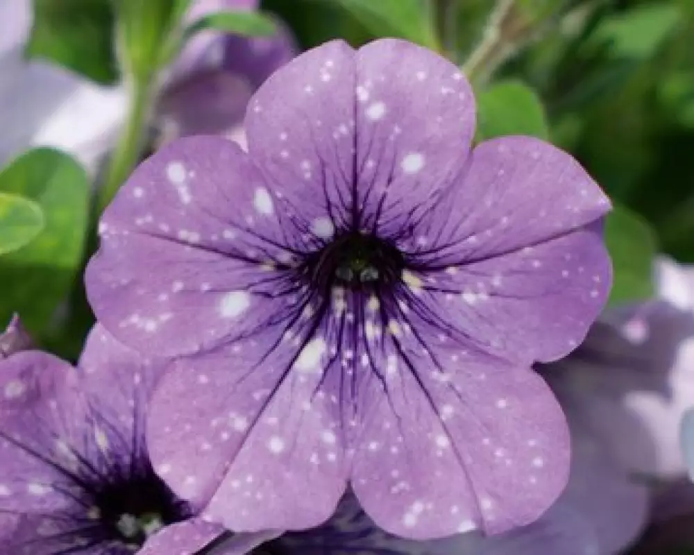 Петуния SKYfamily Lavender Sky (100 шт.)