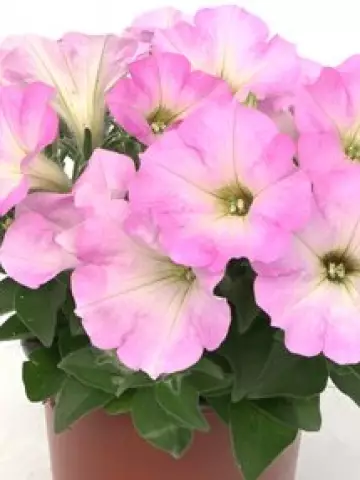 Петуния Spice Pearls® Light Pink (100 шт.)