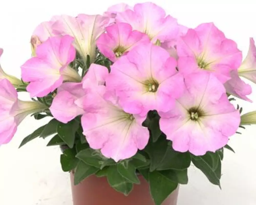 Петуния Spice Pearls® Light Pink (100 шт.)