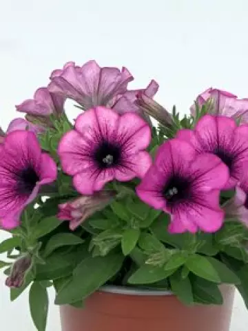 Петуния Spice Pearls® Magenta Dark Eye (100 шт.)