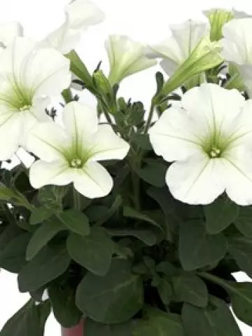 Петуния Spice Pearls® White (100 шт.)