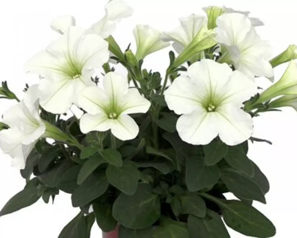 Петуния Spice Pearls® White (100 шт.)