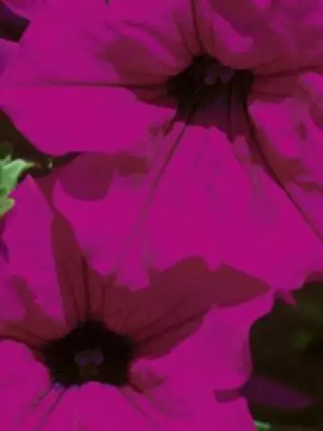 Петуния Surfinia® Purple (100 шт.)