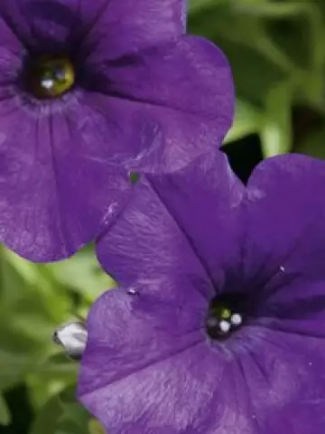 Петуния Surfinia® Violet 06 (100 шт.)