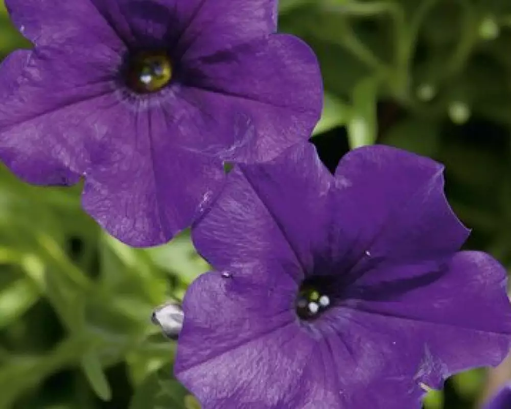 Петуния Surfinia® Violet 06 (100 шт.)