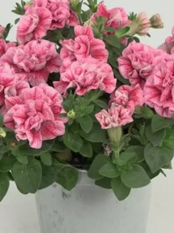 Петуния SweetSunshine® Compact Pink Red Veins (100 шт.)