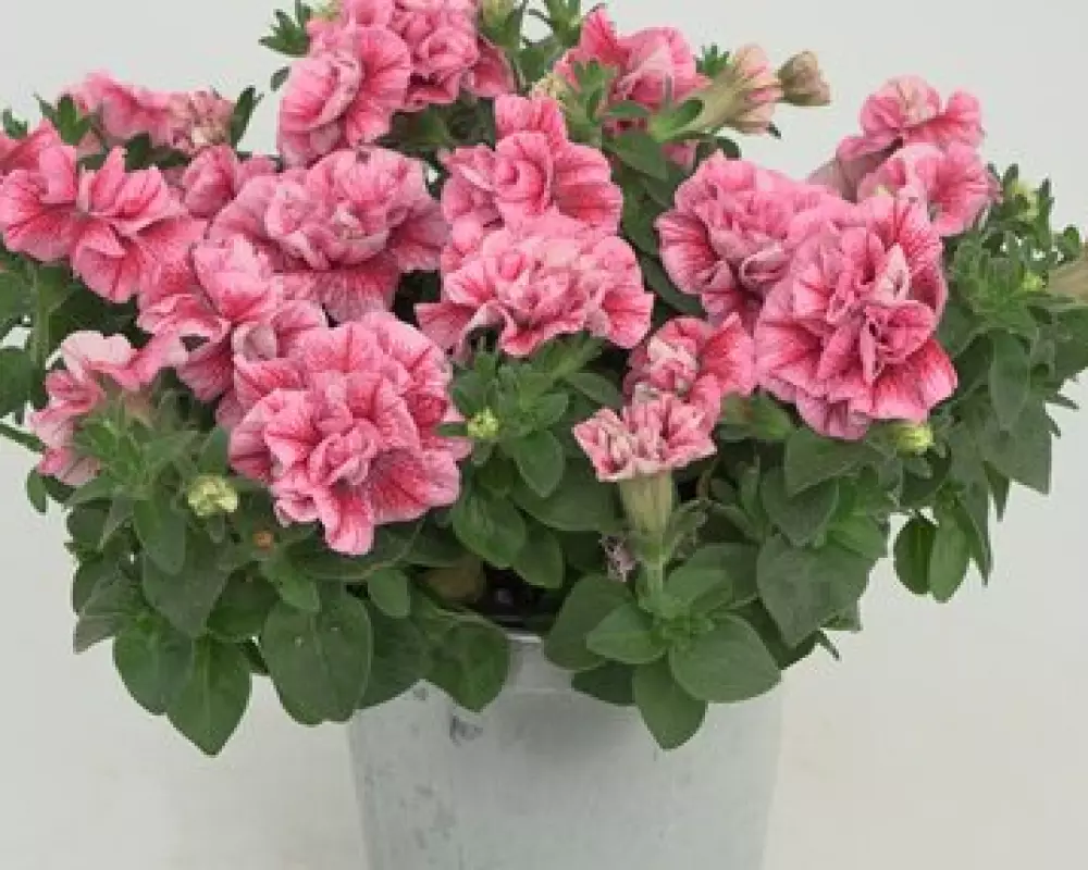 Петуния SweetSunshine® Compact Pink Red Veins (100 шт.)