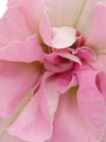 Петуния SweetSunshine® Light Pink (100 шт.)