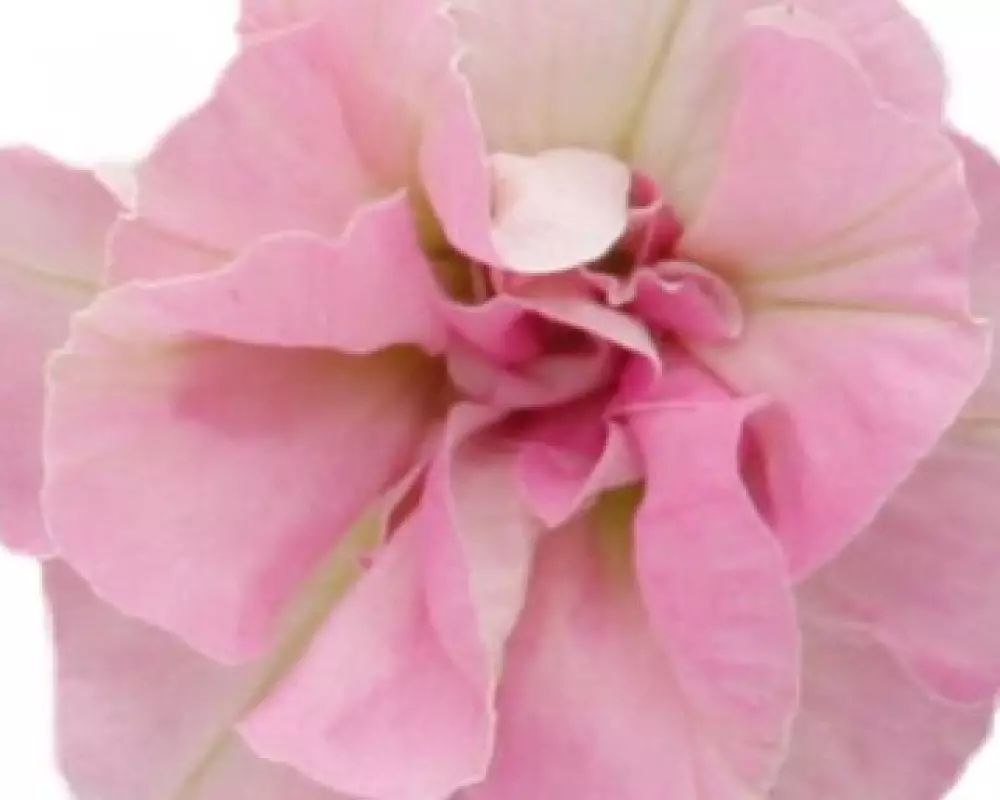 Петуния SweetSunshine® Light Pink (100 шт.)