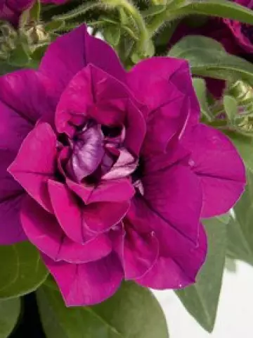 Петуния SweetSunshine® Magenta (100 шт.)