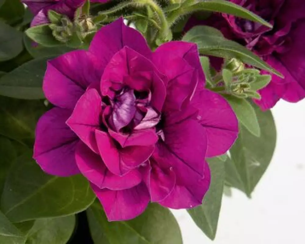 Петуния SweetSunshine® Magenta (100 шт.)