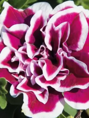 Петуния SweetSunshine® Magenta Picotee (100 шт.)