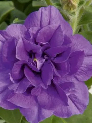 Петуния SweetSunshine® Provence (100 шт.)