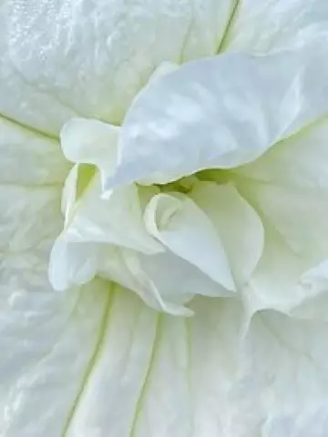 Петуния SweetSunshine® Pure White (100 шт.)