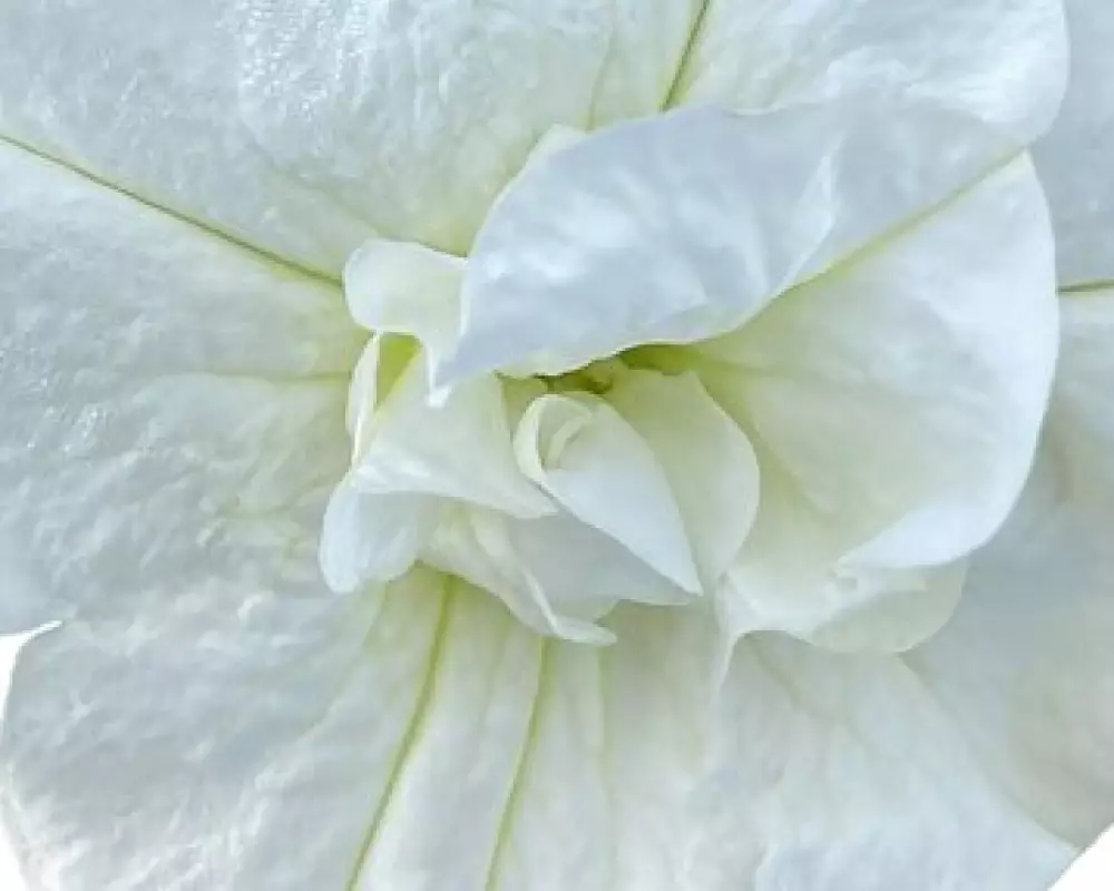 Петуния SweetSunshine® Pure White (100 шт.)