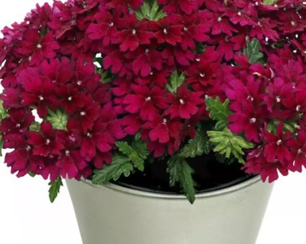 Вербена Drums Dark Purple (100 шт.)