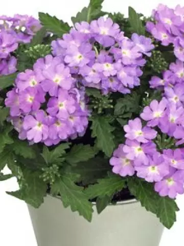 Вербена Drums Lavender  (100 шт.)