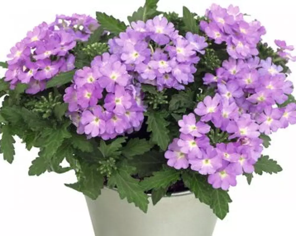 Вербена Drums Lavender  (100 шт.)