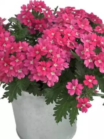 Вербена Drums Pink (100 шт.)