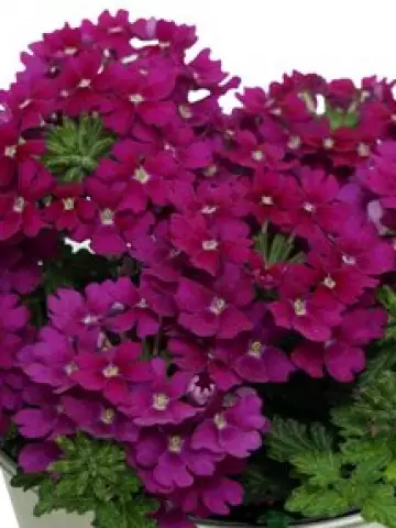 Вербена Drums Purple (100 шт.)
