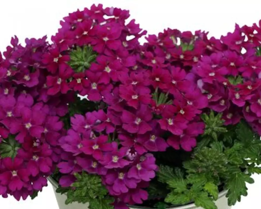 Вербена Drums Purple (100 шт.)
