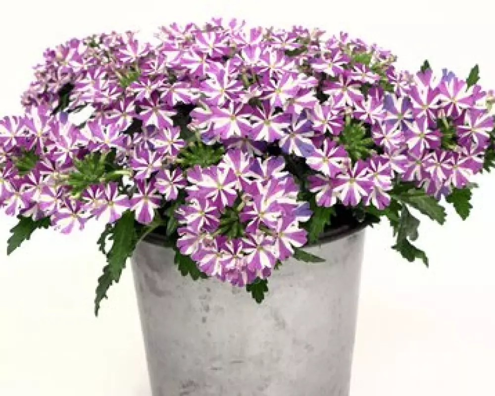 Вербена Drums Purple Umbrella (100 шт.)