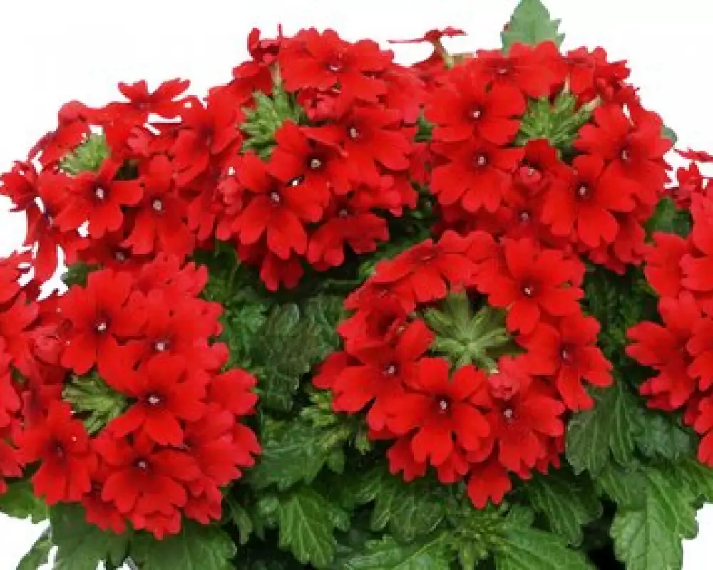 Вербена Drums Red (100 шт.)