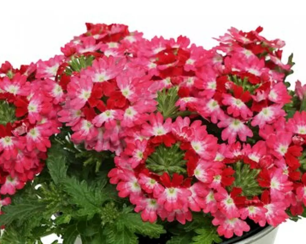 Вербена Drums Red Shades (100 шт.)