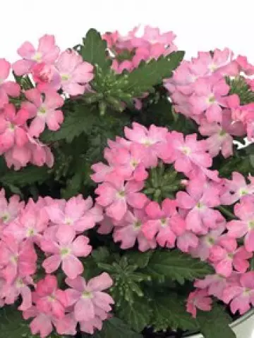 Вербена Drums Soft Pink (100 шт.)