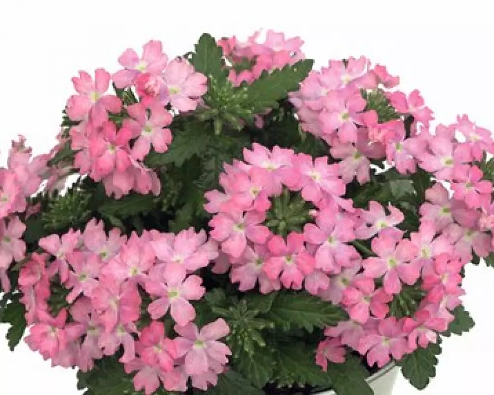 Вербена Drums Soft Pink (100 шт.)