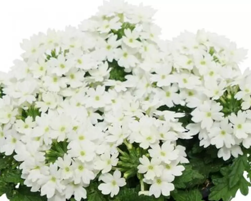 Вербена Drums White (100 шт.)