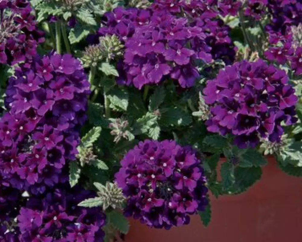Вербена Lascar Black Velvet (100 шт.)