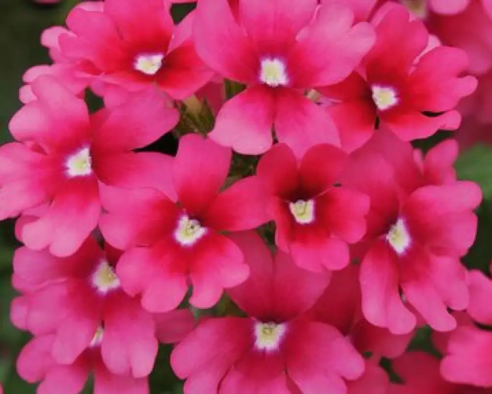 Вербена Lascar Magenta (100 шт.)