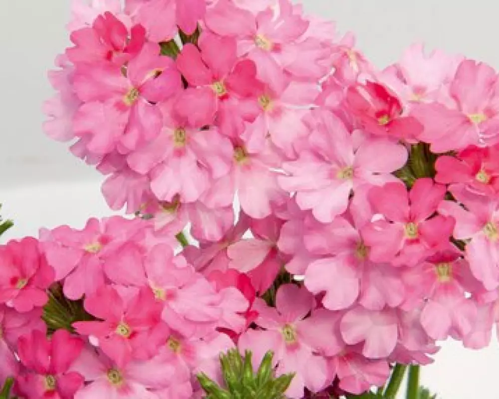 Вербена Lascar Pink '13 (100 шт.)
