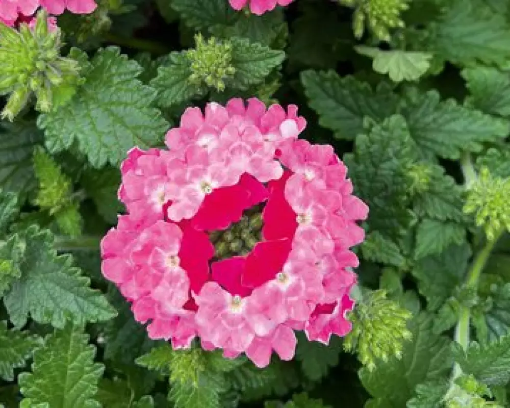 Вербена Lascar Pink Bicolor (100 шт.)