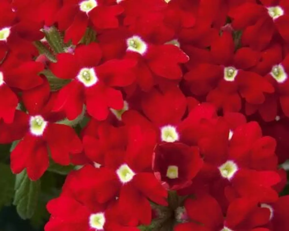 Вербена Lascar Red with Eye (100 шт.)