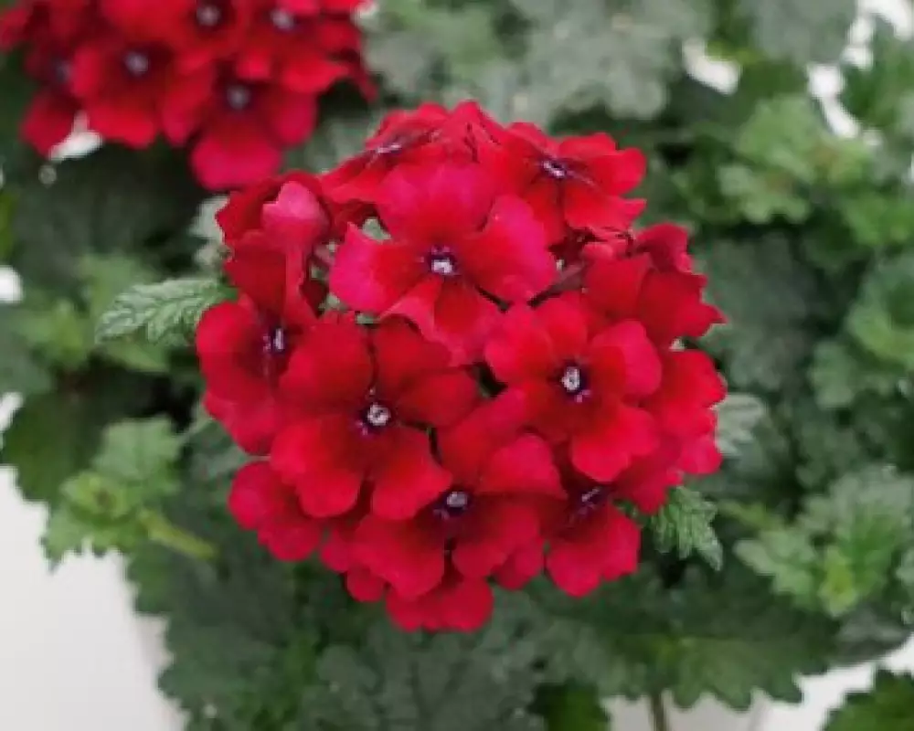 Вербена Lascar Ruby Red (100 шт.)