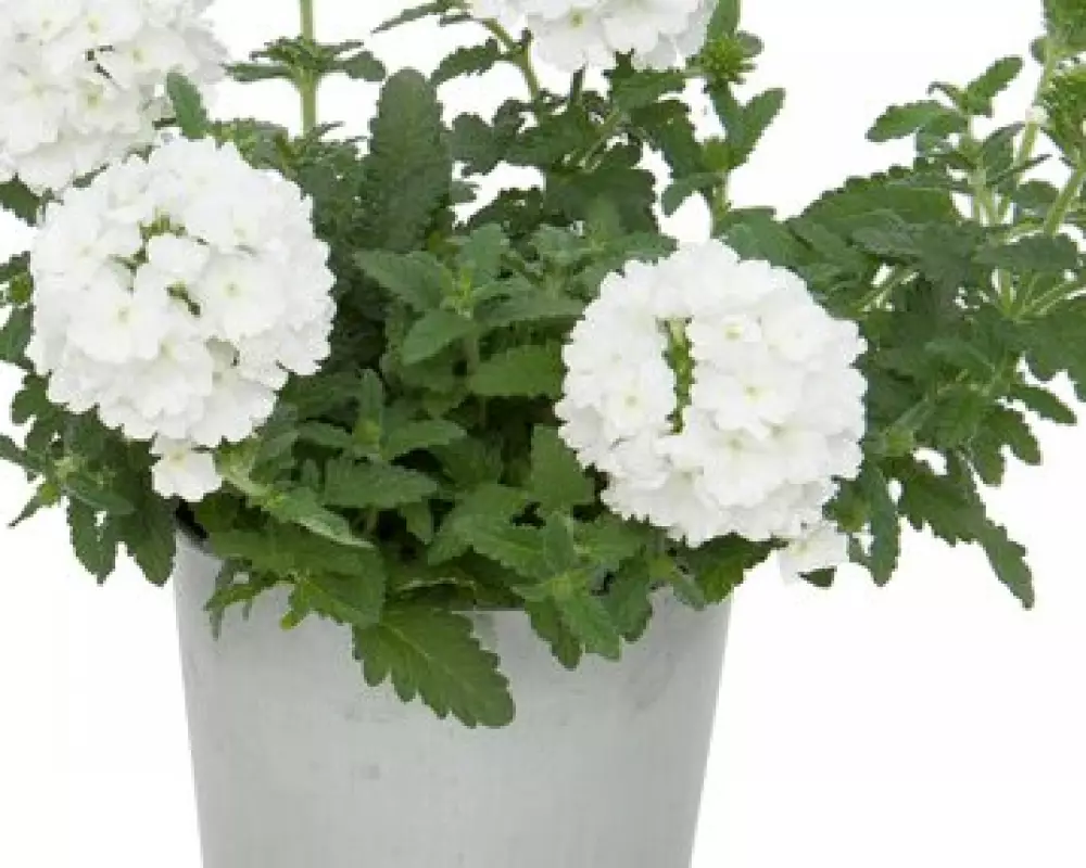Вербена Lascar White '15 (100 шт.)