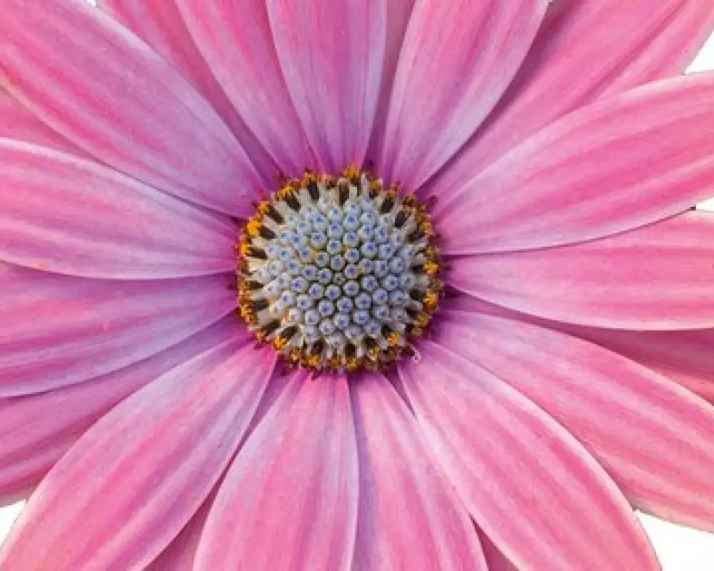 Остеоспермум FlowerPower® Rose Surprise (100 шт.)
