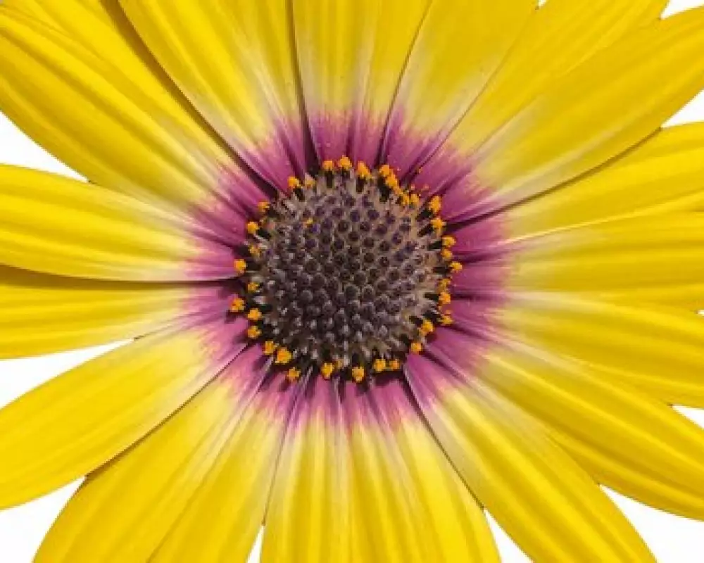 Остеоспермум FlowerPower® Tropic Sun '26 (100 шт.)