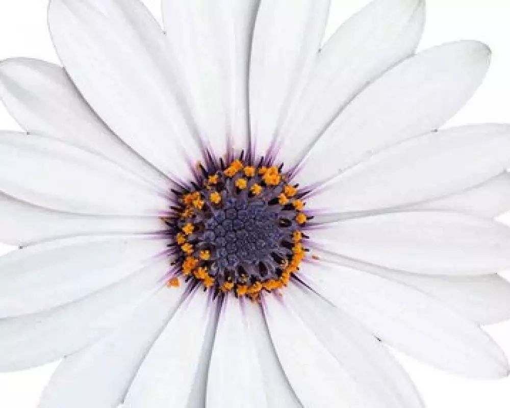 Остеоспермум FlowerPower® White '27 (100 шт.)